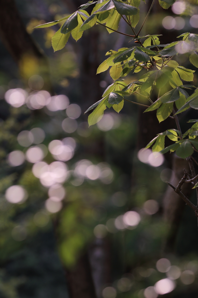 やっぱり玉ボケが好き！