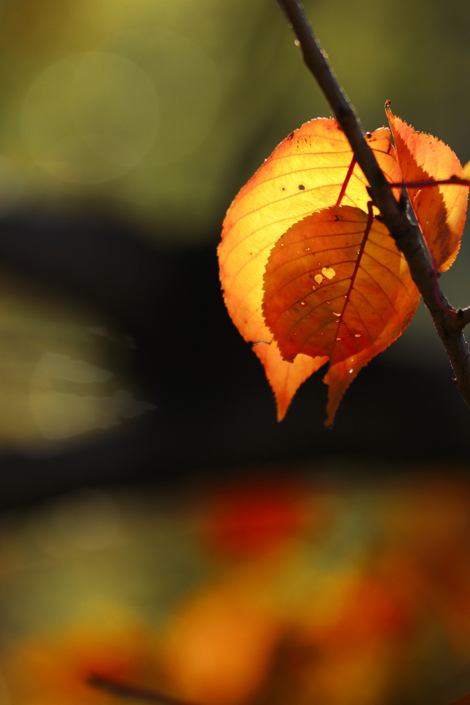 去りゆく紅葉