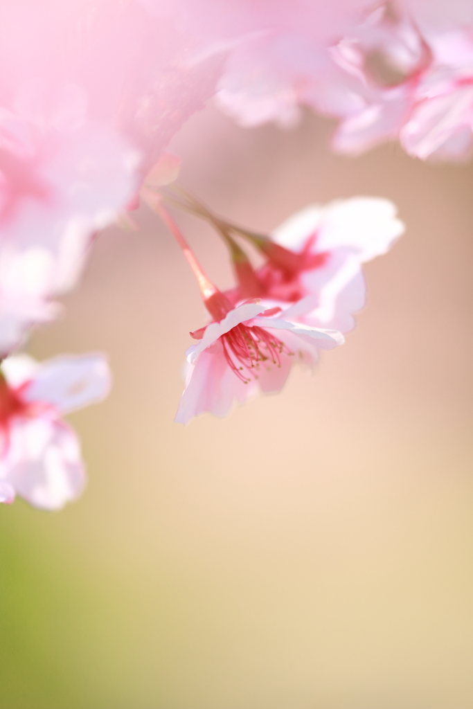 河津桜咲くころ
