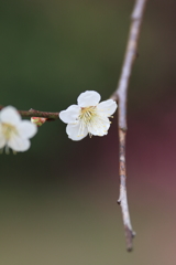 梅の花は桜の花より長く咲き