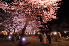 夜桜