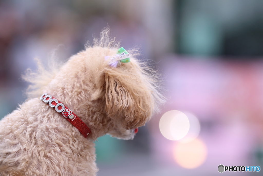 やっぱり玉ボケが好き ちなみに犬も好き By S9000 Id 524 写真共有サイト Photohito