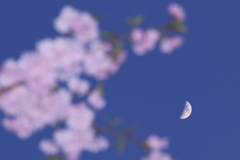 真・花と月はお友達　～moon blossom～　