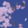 真・花と月はお友達　～moon blossom～　