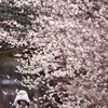 暖冬の恩恵