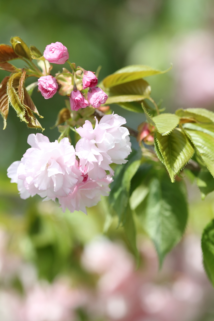 八重桜