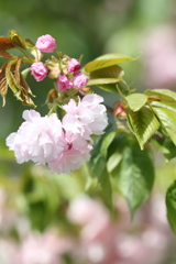 八重桜