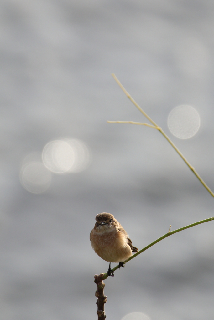 鳥の瞳に恋してる　～ノビタキ君ひとりたび～