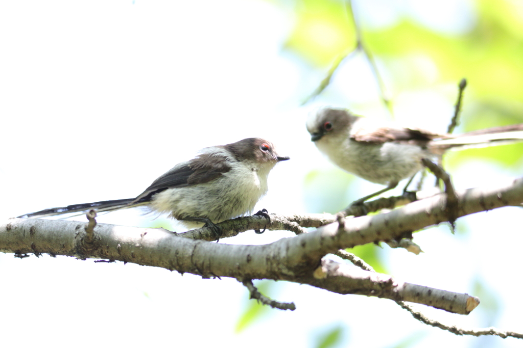 光の棲家　～エナガ幼鳥たち～