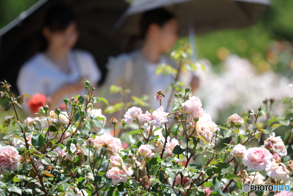 花のような人々　～薔薇より美しい2020夏～