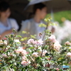 花のような人々　～薔薇より美しい2020夏～