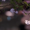 花と月はお友達　その５