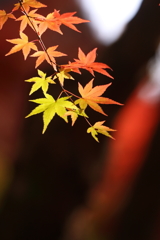 やっぱり紅葉