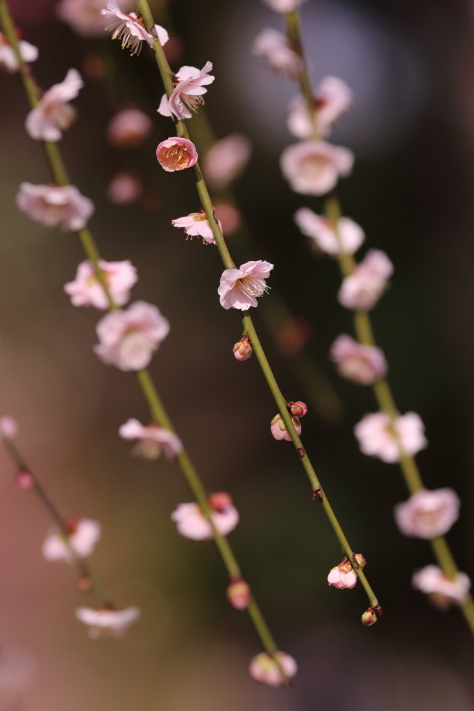 枝垂れ梅元気に開花中