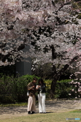 花のような人々　～桜の大樹の下で編～