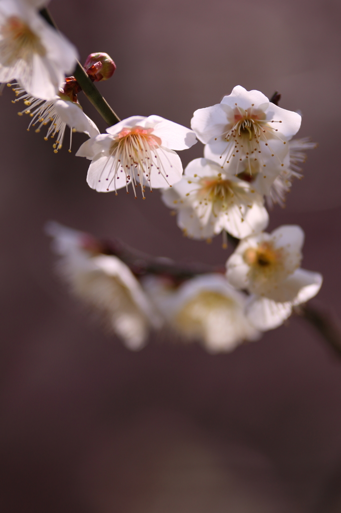 花の舞