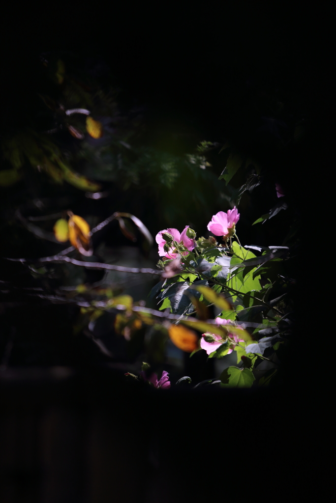芙蓉