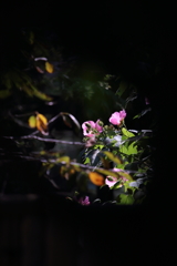 芙蓉