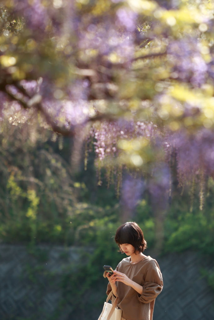 藤の花咲くころ