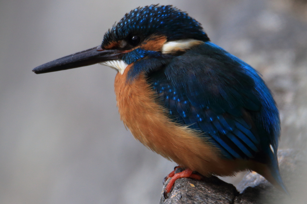 ファインダーの中の劇場・カワセミ君お近づき