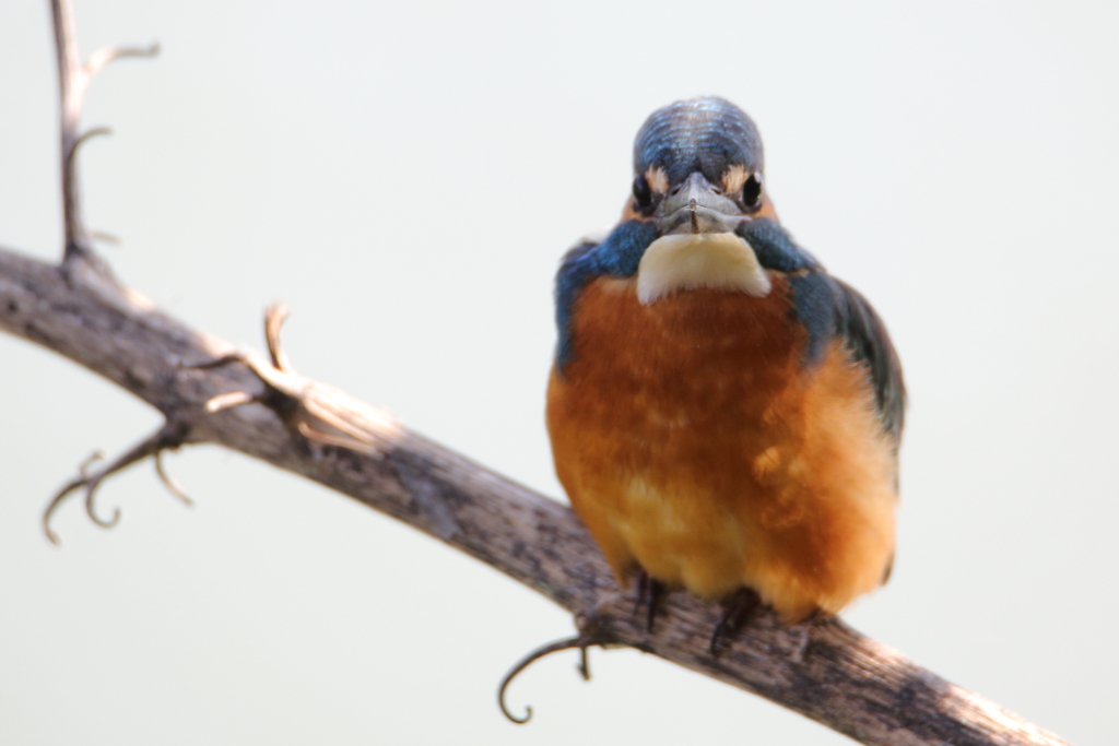 鳥の瞳に恋してる　～カワセミ君にらめっこ～