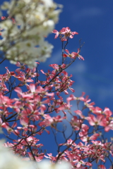 ハナミズキと青空