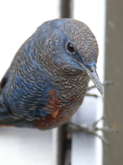 鳥の瞳に恋してる　～イソピヨドリぎろり～