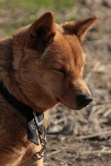 アイコン・愛犬