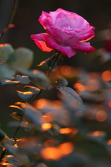 夕映えの秋薔薇