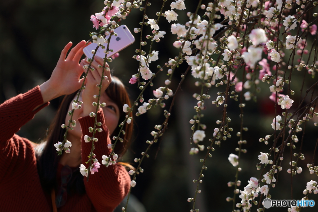 花のような人　～源平枝垂れ桃編～春待つこの頃