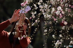 花のような人　～源平枝垂れ桃編～春待つこの頃