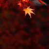 光葉