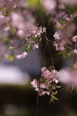誰がために桜は咲く