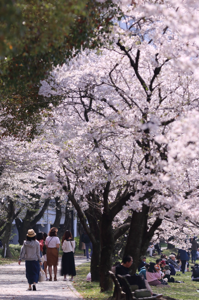 平成最後の桜シーズン