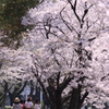 平成最後の桜シーズン