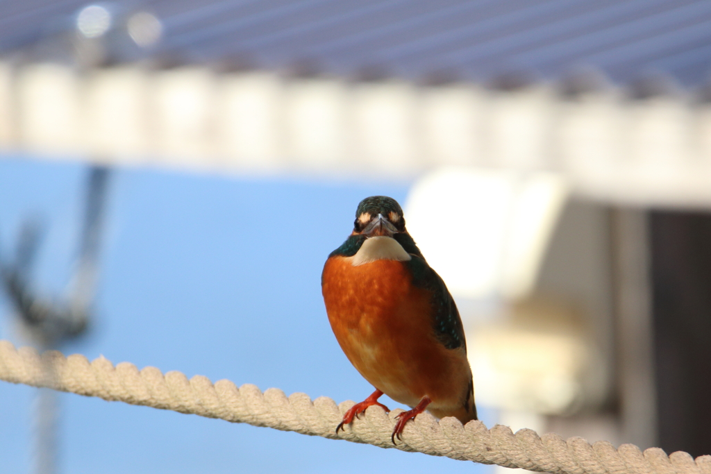 鳥の瞳に恋してる　～ほほえみのカワセミ～