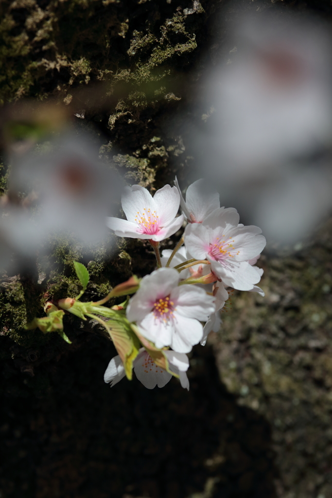 胴吹の桜