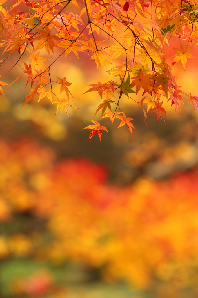 縮景園の秋