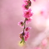 momo blossom その5