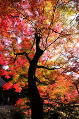 紅葉巨木