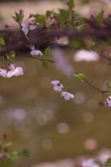 花筏とともに