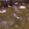 花筏とともに