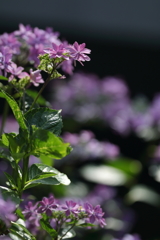 紫陽花（縮景園）