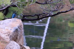 カワセミ君 in 縮景園