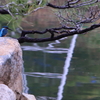 カワセミ君 in 縮景園