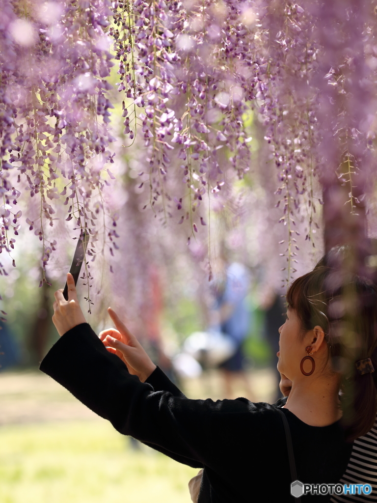 花のような人　～藤棚の女性たち～