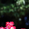 薔薇園