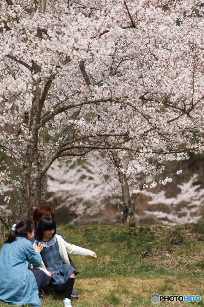 桜咲く笑顔咲く春の日
