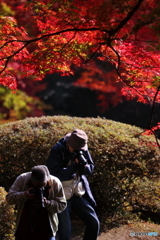 ただひたすらに今を撮る　～真紅の紅葉～