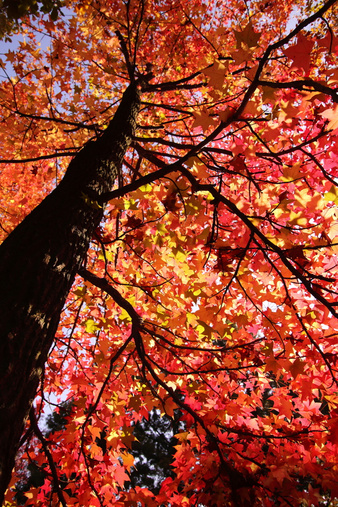 紅葉まっさかり